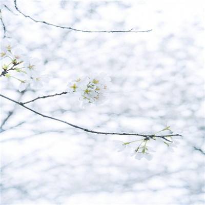 将夜沧雪记官方版